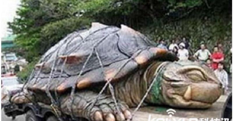 靈龜償報！放生海龜，想不到十六年後海龜竟然回來報恩了....不可思議！！