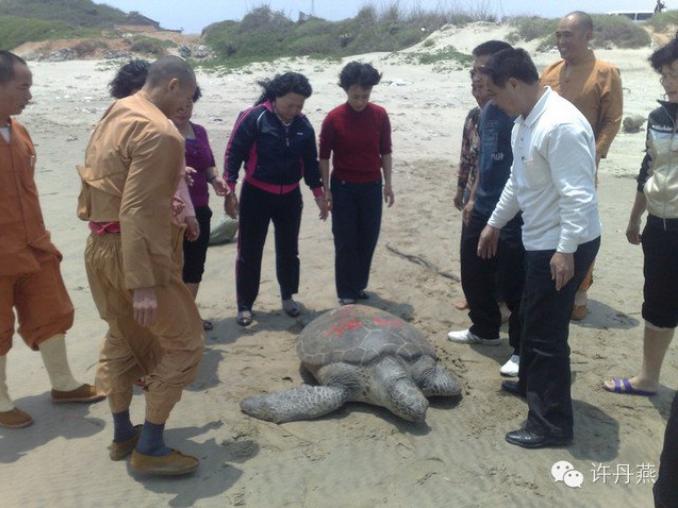 靈龜償報！放生海龜，想不到十六年後海龜竟然回來報恩了....不可思議！！