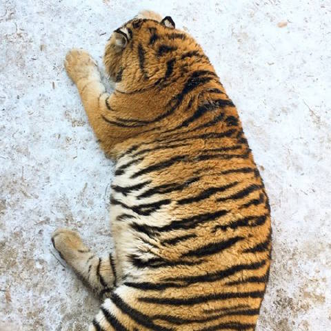 中國哈爾濱的老虎春節過太爽　肥到「像氣球」網友笑：絕對是阿嬤顧的！