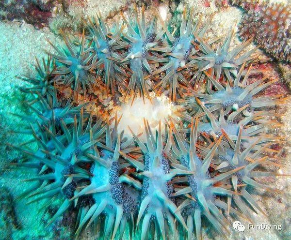 為了保護大堡礁，澳大利亞派出了機器殺手！？