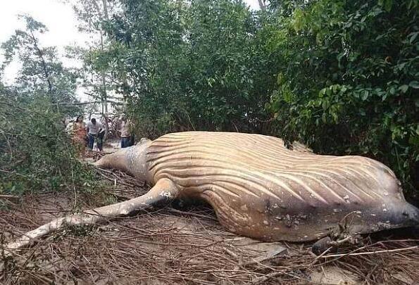 人跡罕至的密林深處驚現深海大鯨魚，它到底是怎麼「遊」到這裡？專家研究後冒汗：原因不簡單