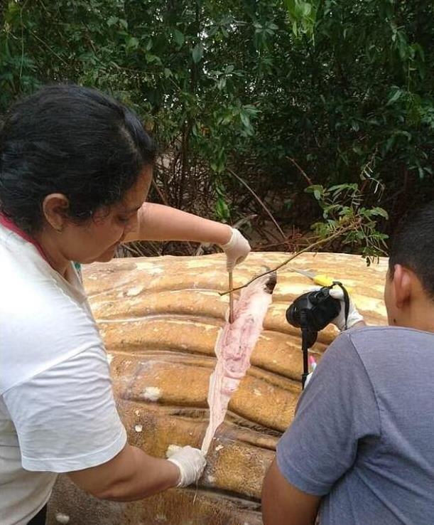 人跡罕至的密林深處驚現深海大鯨魚，它到底是怎麼「遊」到這裡？專家研究後冒汗：原因不簡單