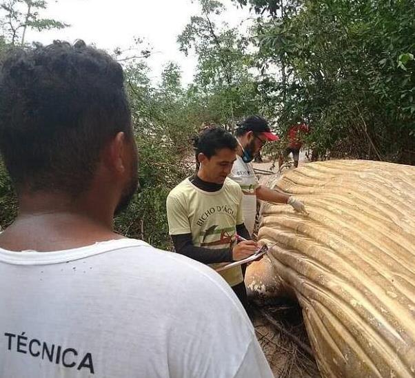 人跡罕至的密林深處驚現深海大鯨魚，它到底是怎麼「遊」到這裡？專家研究後冒汗：原因不簡單
