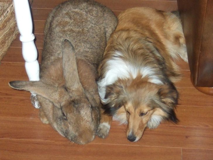 20隻「以為只會在童話故事看到的」超神奇動物　比狗大隻還會爬樹的螃蟹看過嗎？