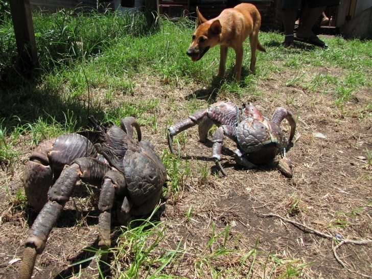 20隻「以為只會在童話故事看到的」超神奇動物　比狗大隻還會爬樹的螃蟹看過嗎？
