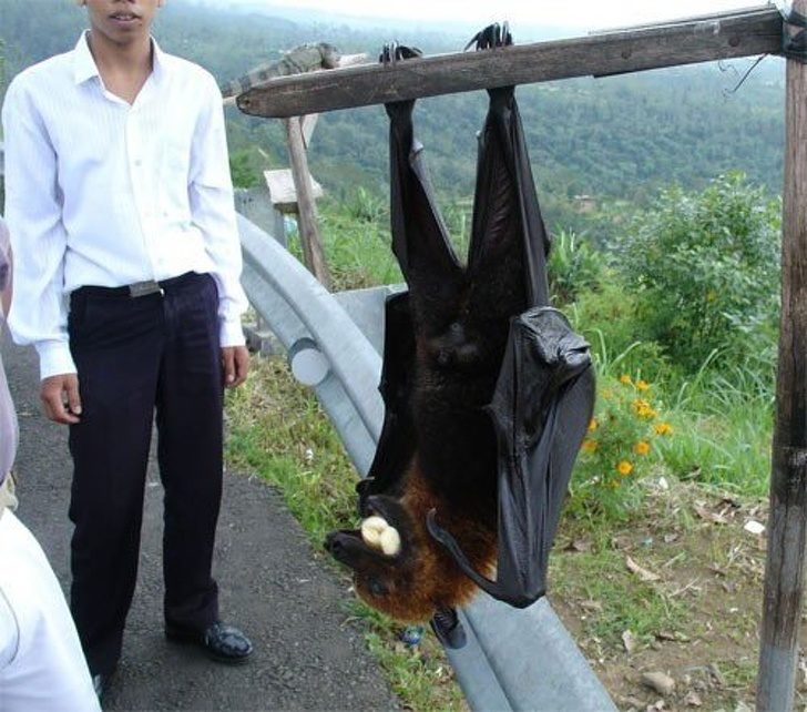 20隻「以為只會在童話故事看到的」超神奇動物　比狗大隻還會爬樹的螃蟹看過嗎？