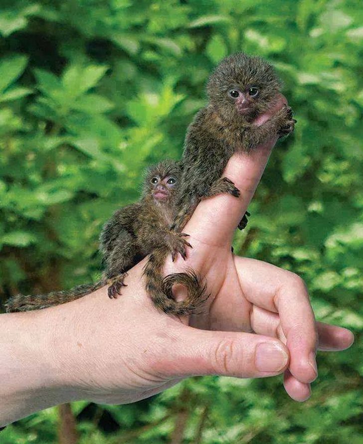 20隻「以為只會在童話故事看到的」超神奇動物　比狗大隻還會爬樹的螃蟹看過嗎？