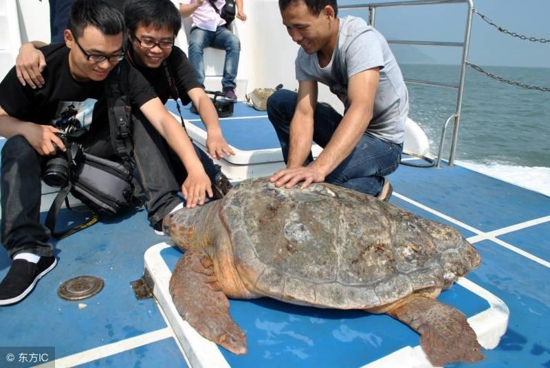 漁民放生意外捕獲的百歲大海龜，豈料發生這樣的一幕，村民驚叫：這是「海龜精」啊！