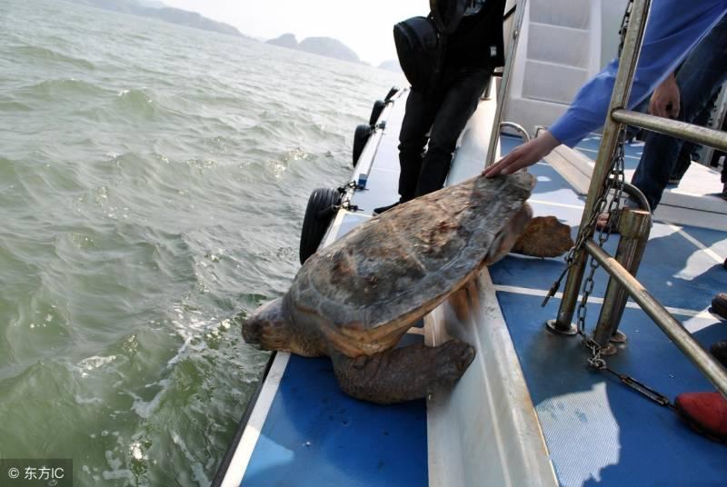 漁民放生意外捕獲的百歲大海龜，豈料發生這樣的一幕，村民驚叫：這是「海龜精」啊！