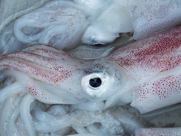 15個「不知道也沒關係」的趣味冷知識　章魚無聊時的消遣也太殘暴