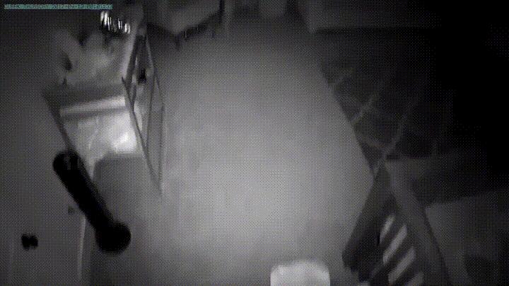 監視器拍到「狗姊姊在半夜2點溜進寶寶房」，接下來的畫面證明爸媽沒有把狗狗送走是正確的決定！