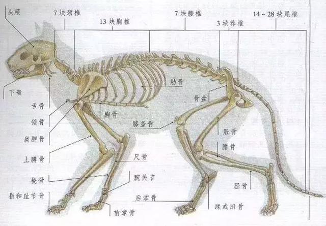 「液體」做的貓到底可以拉多長？答案長到讓你不敢相信