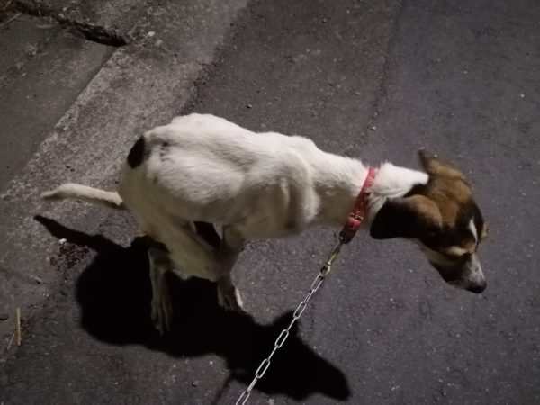 半夜傳鐵鏈拖地聲，神壇鄰居警告「抓交替」！他曝出真相，網友笑翻：「難怪鄰居睡不好～」 