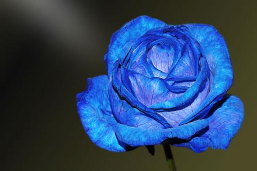 2月27號起鴻運天降，橫財大獎無憂，富貴不愁的5大生肖！