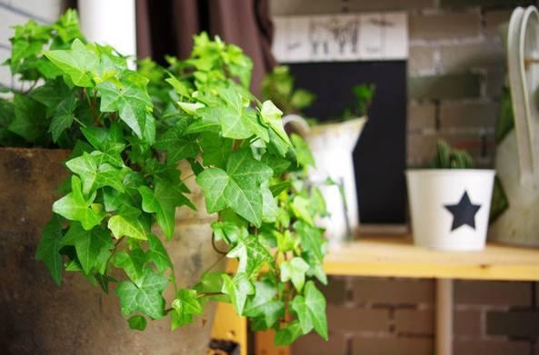 家中必備的8種植物，效果堪比開窗通風