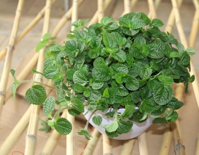 家中必備的8種植物，效果堪比開窗通風