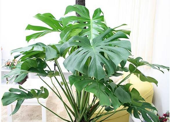 家中必備的8種植物，效果堪比開窗通風