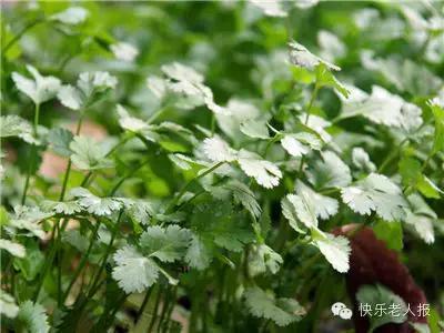 它被評為世界上最難吃的蔬菜，但排毒護腎降壓抗癌都得吃它！ 