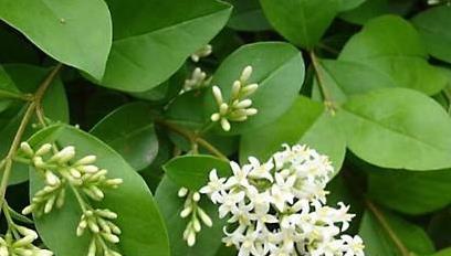 為什麼「中風」越來越多？醫生奉勸：3種食物別吃，會「加速」血管堵塞，再喜歡也要忌口