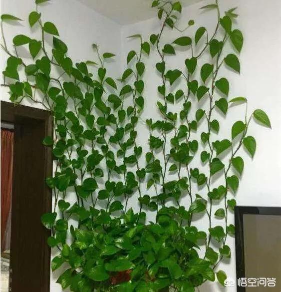 不會養花的人如何讓家裡綠意盎然？