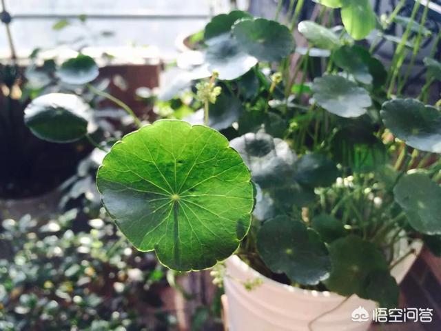 不會養花的人如何讓家裡綠意盎然？