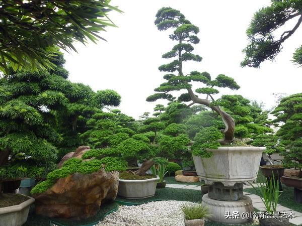 【盆景技藝】嘗試盆景不換土