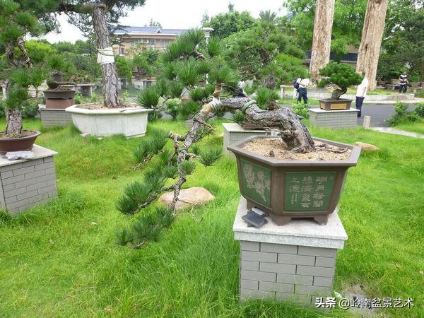 【盆景技藝】嘗試盆景不換土