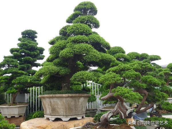【盆景技藝】嘗試盆景不換土