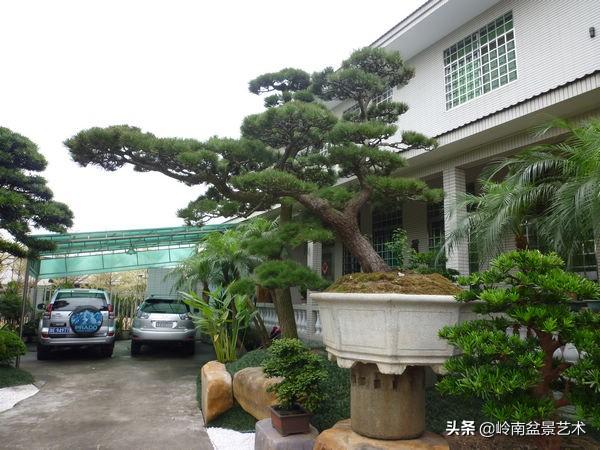 【盆景技藝】嘗試盆景不換土