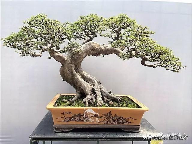 頂上功夫丨最常見的八種盆景結頂方式