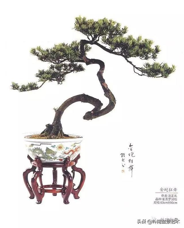 頂上功夫丨最常見的八種盆景結頂方式