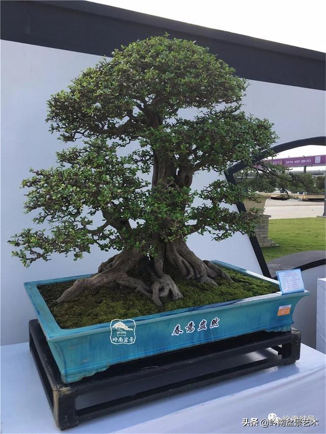頂上功夫丨最常見的八種盆景結頂方式