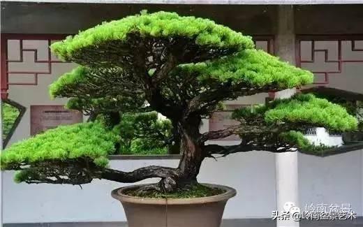 頂上功夫丨最常見的八種盆景結頂方式