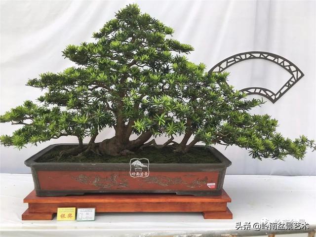 頂上功夫丨最常見的八種盆景結頂方式