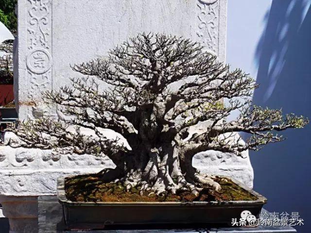 頂上功夫丨最常見的八種盆景結頂方式
