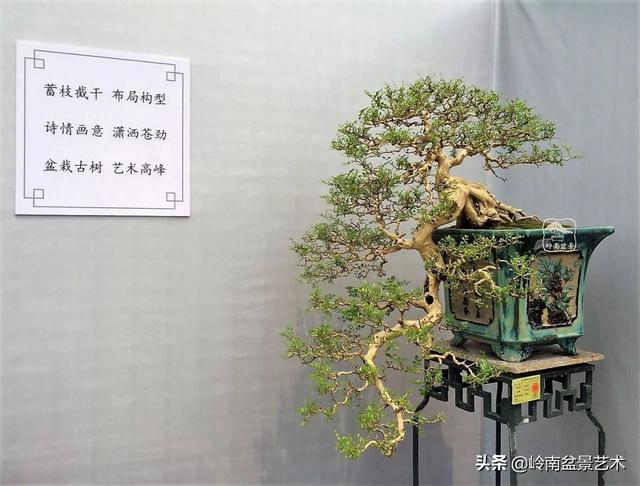 頂上功夫丨最常見的八種盆景結頂方式