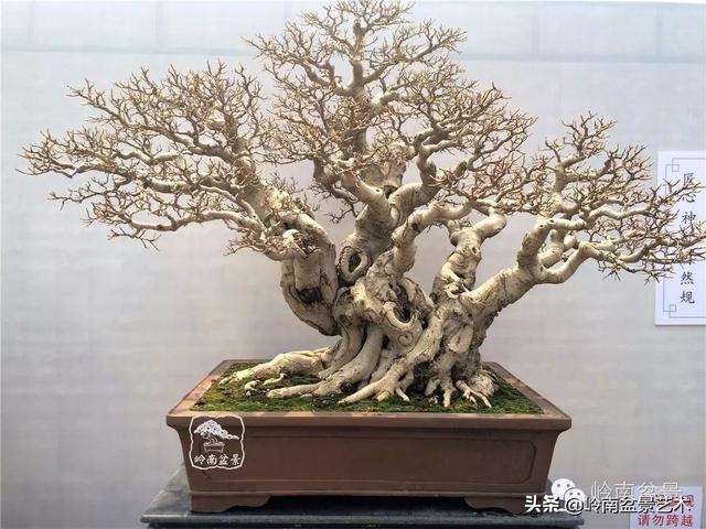 頂上功夫丨最常見的八種盆景結頂方式
