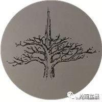 頂上功夫丨最常見的八種盆景結頂方式