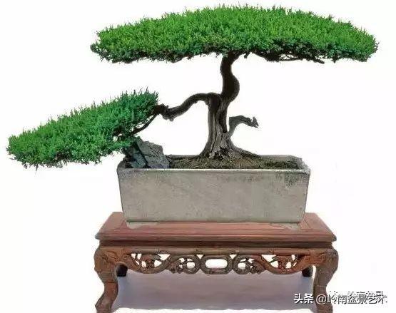 頂上功夫丨最常見的八種盆景結頂方式