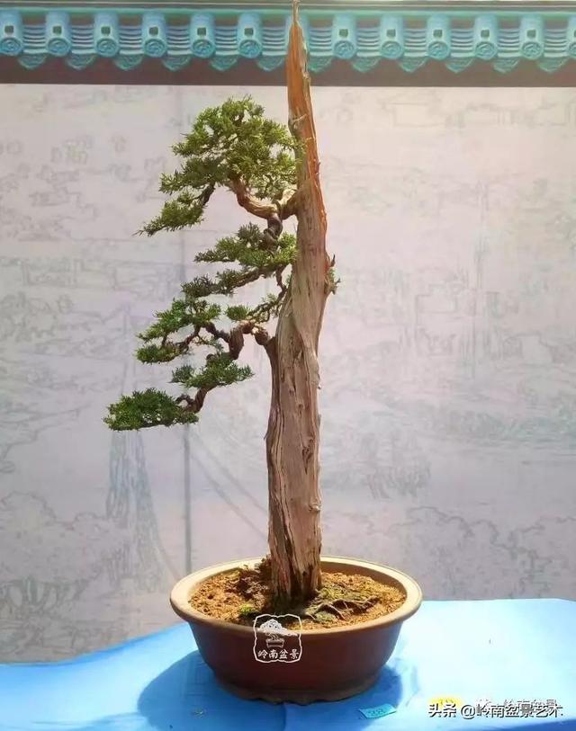 頂上功夫丨最常見的八種盆景結頂方式