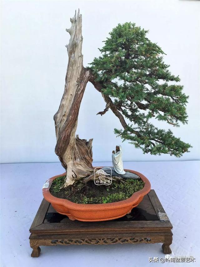頂上功夫丨最常見的八種盆景結頂方式