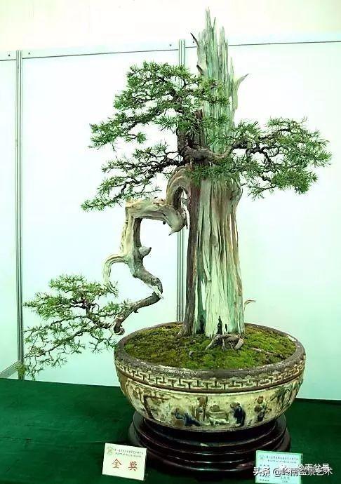 頂上功夫丨最常見的八種盆景結頂方式