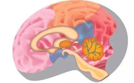每天早晚活動一次，防止腦衰老、腦萎縮，方法超簡單，每個人都做得到！！