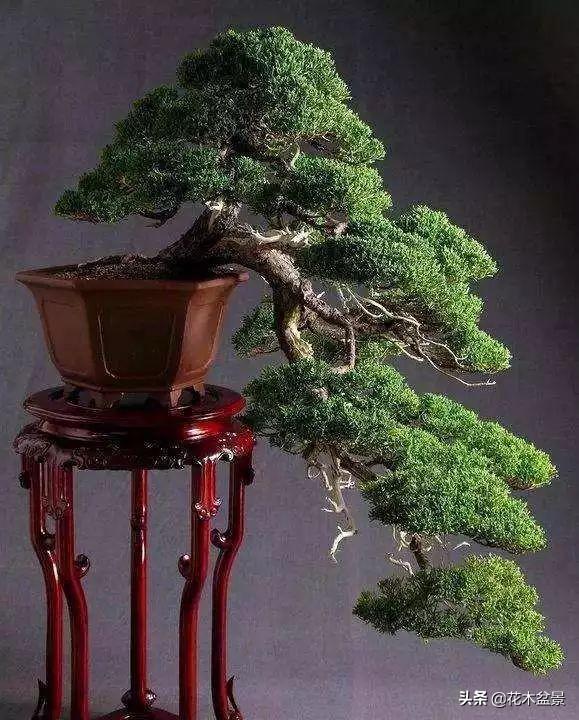 訣竅！初級玩家如何購買盆景？