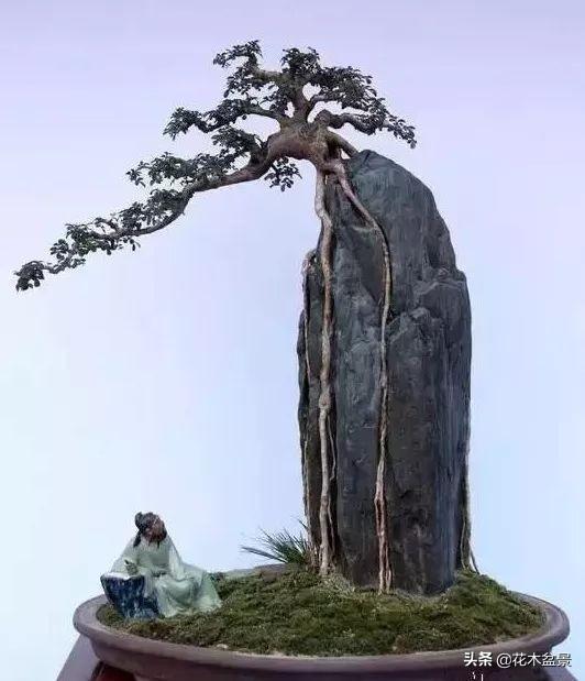 訣竅！初級玩家如何購買盆景？