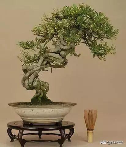 訣竅！初級玩家如何購買盆景？