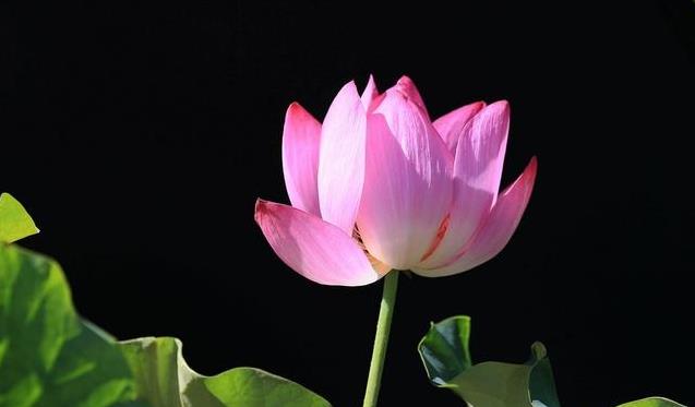 兩個相愛的人注意：男人心要寬，女人心要善，愛才能長久