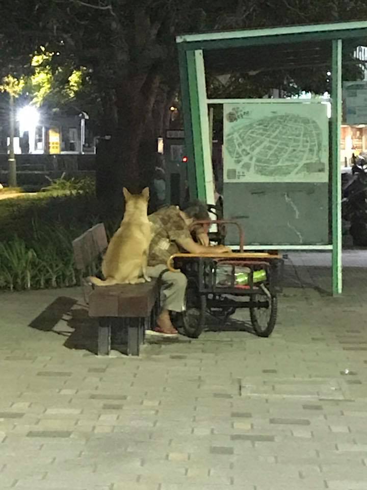 阿婆走路累了，忠犬一秒鐘不離開的守護，女兒表示：牠可以為主人好幾天不吃不喝