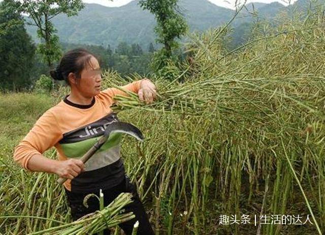 妹妹遠嫁3年不歸，父親讓我給她送玉米，看到開門的人我愣了 