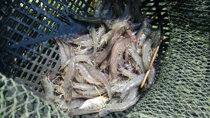 蝦子活跳跳都假的？傳不肖業者端出「黑心活蝦料理」　彌留老蝦10秒「瞬間活過來」被揭發
